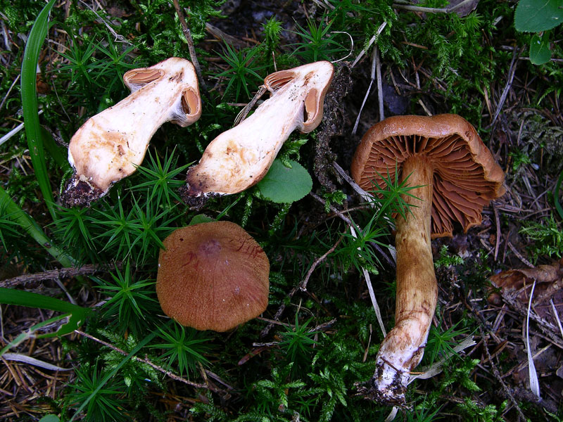 Cortinarius rubellus Cooke